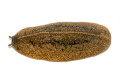 Veronicella cubensis Hawaii adult